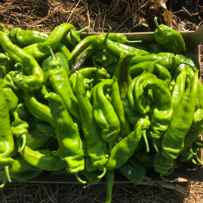 maraîcher bio Loir-et-Cher 41